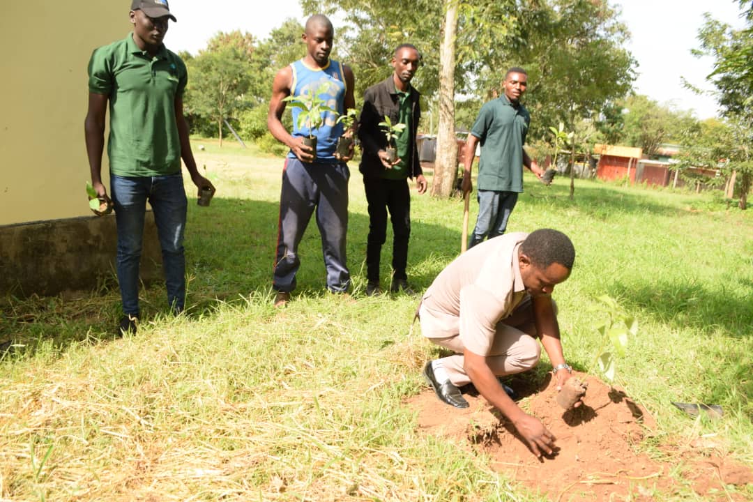 Afforestation program